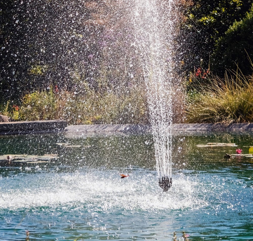 Water fountain spraying water into the air in a garden pond surrounded by greenery and plants.