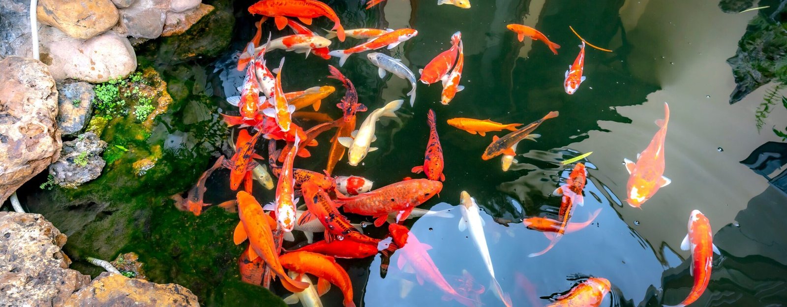 A variety of koi fish swimming in a garden pond with clear water and visible rocks.