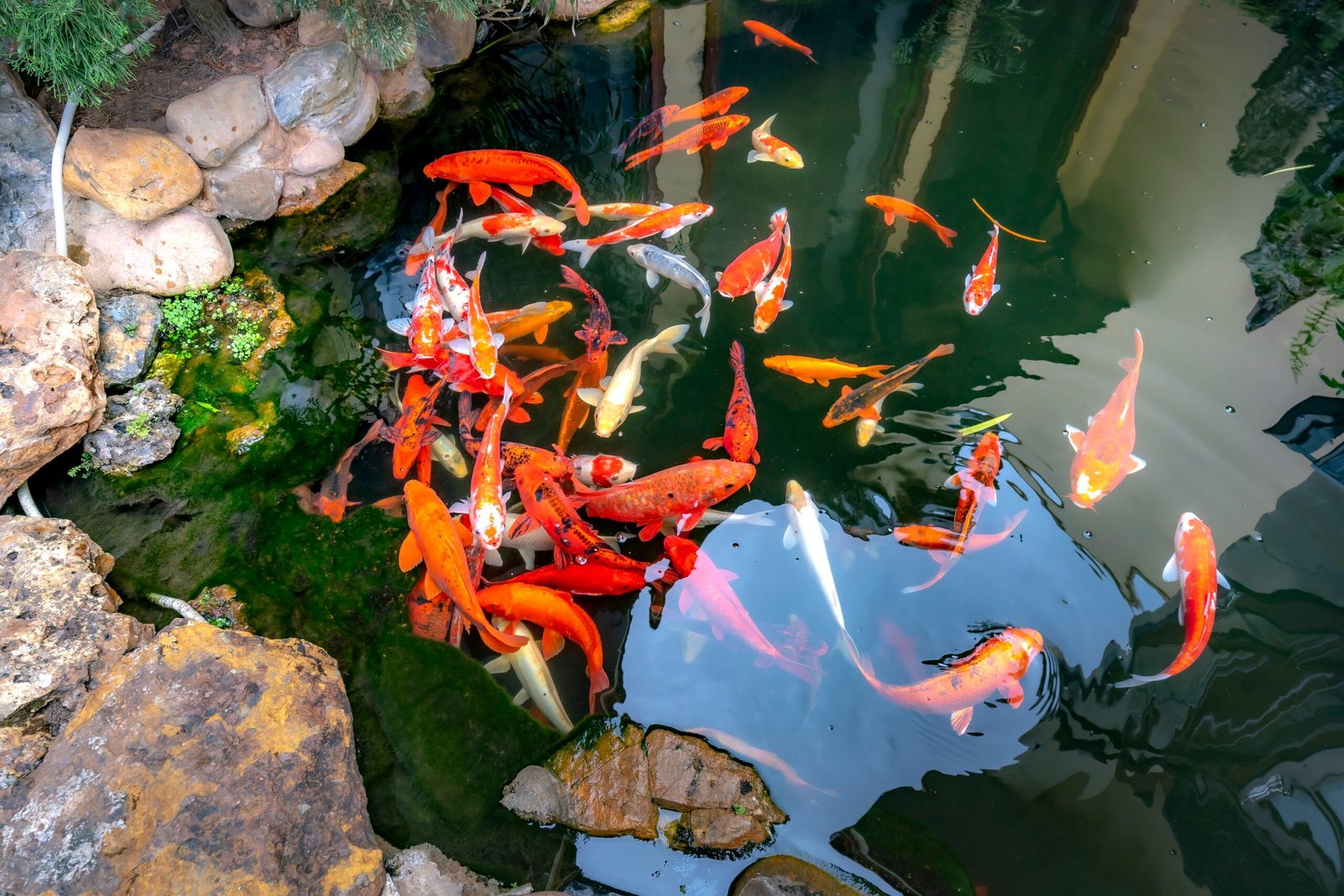 A variety of koi fish swimming in a garden pond with clear water and visible rocks.