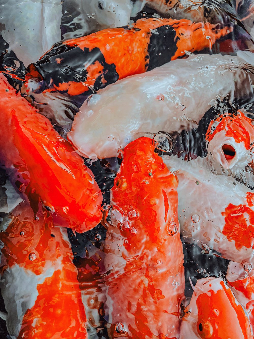 A group of koi fish with orange, white, and black patterns swimming in clear water.
