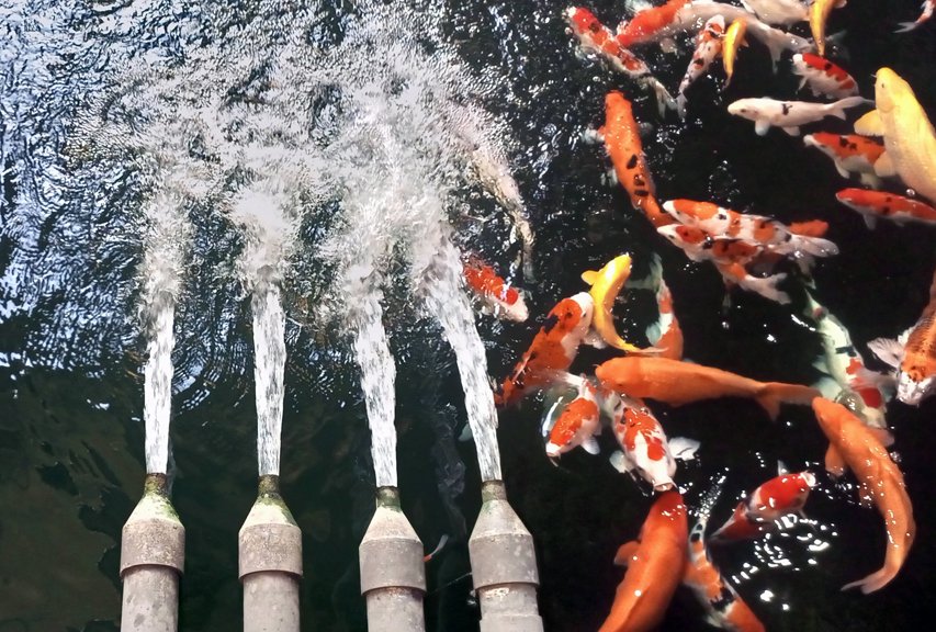 Four water jets releasing streams into a pond with koi fish swimming below the surface.