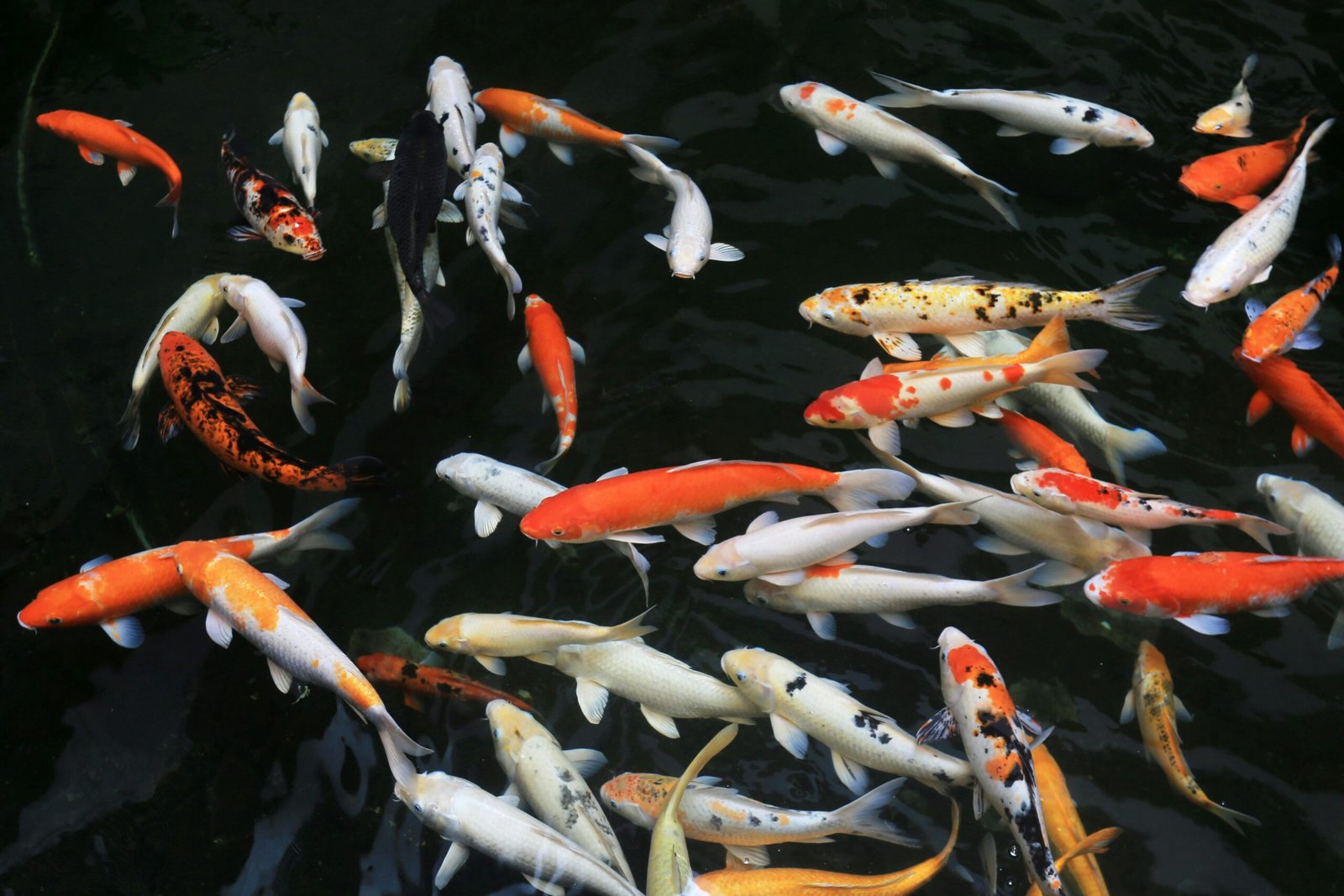 A group of colourful koi fish swimming in a pond with dark water, displaying various patterns and colours.
