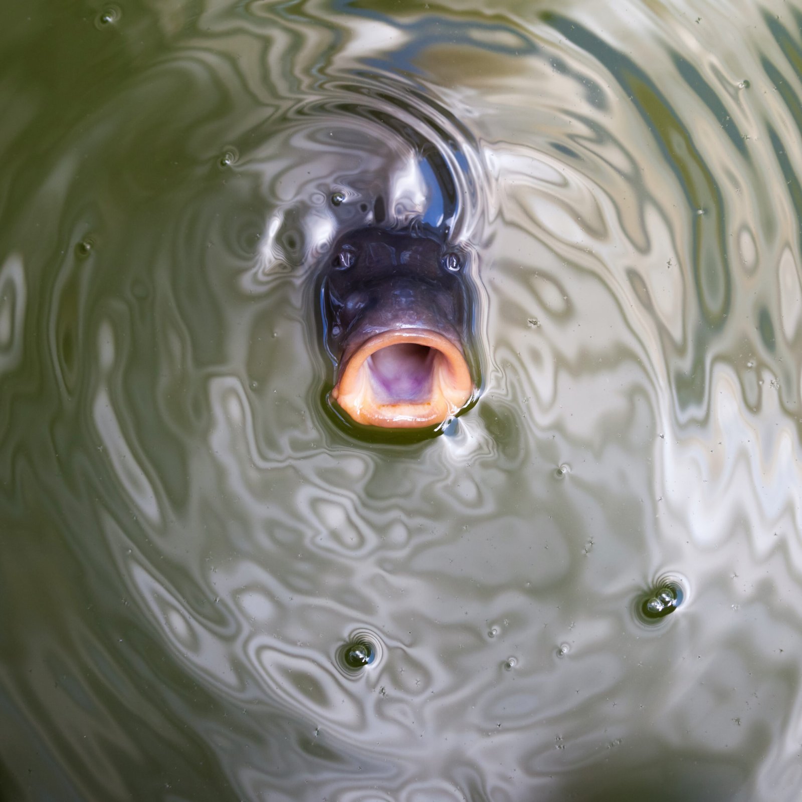 Close-up of a carp fish with its mouth open, surrounded by rippling water surface.