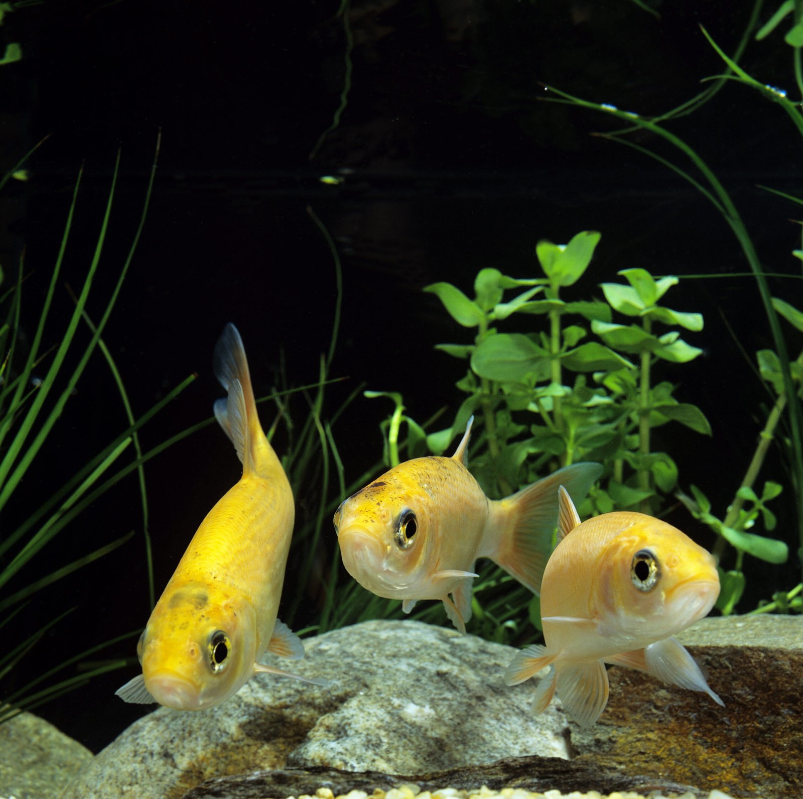 Three goldfish swimming in an aquarium with aquatic plants and rocks in the background.