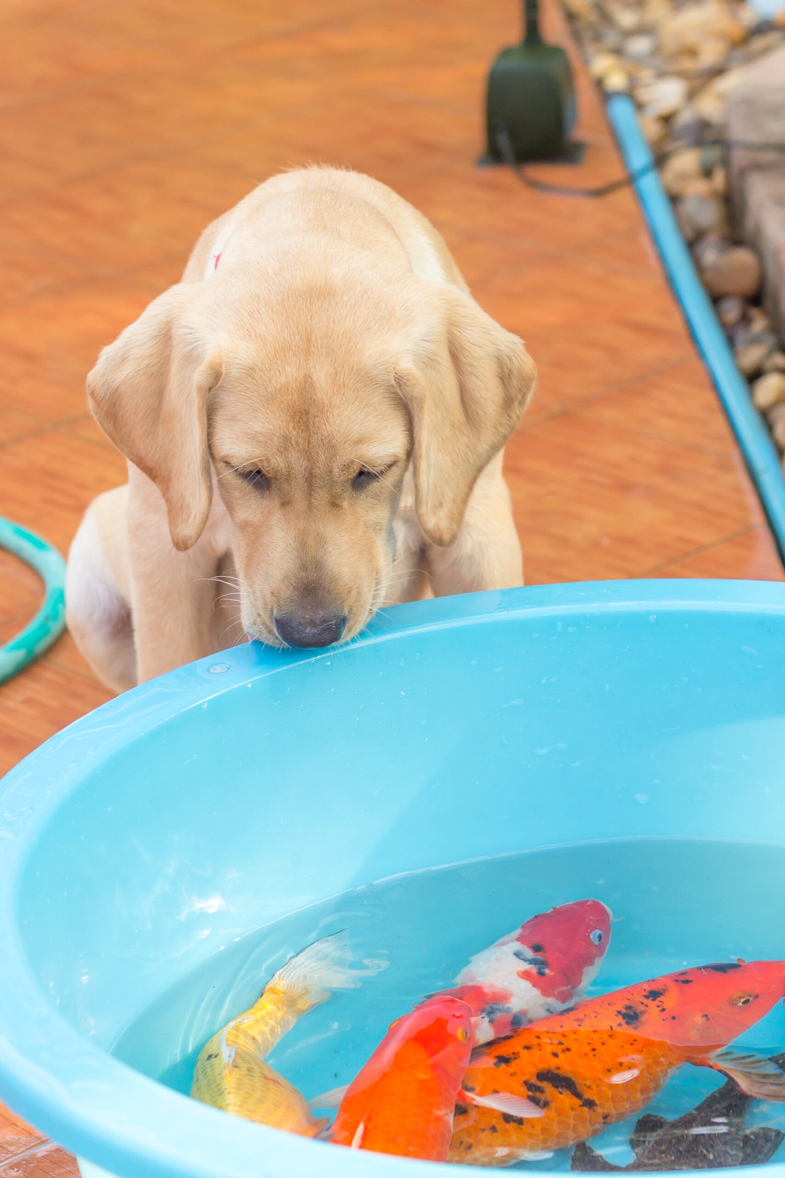 Labrador dog leaning over a blue basin filled with colourful koi fish swimming in clear water.