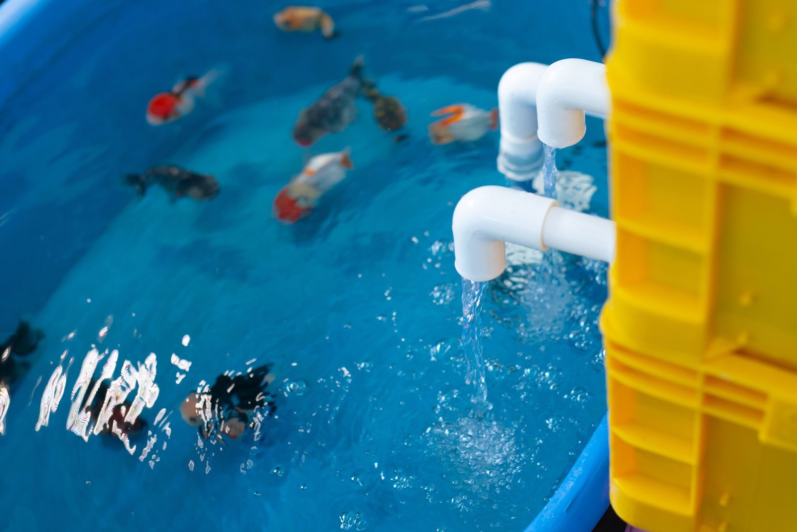 Aquatic environment featuring a blue water tank with fish and a water supply system made of white pipes.