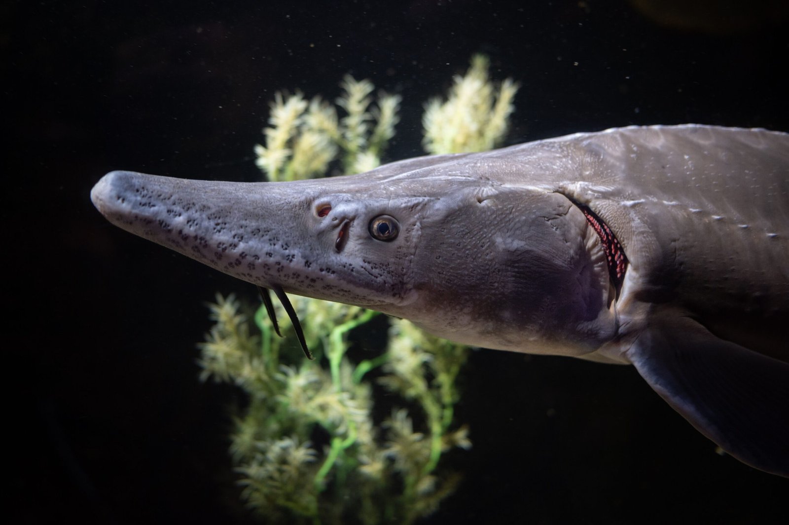 Sturgeon fish with a long snout and distinctive markings swimming in a dark aquatic environment.