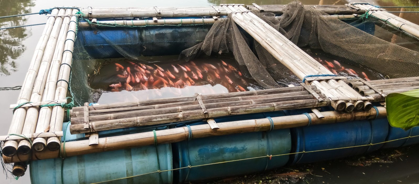 Floating cage for fish farming made of bamboo and plastic barrels in a body of water.