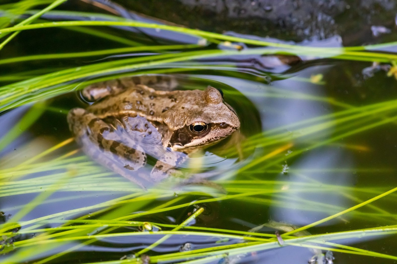A brown frog partially submerged in water surrounded by green aquatic plants.
