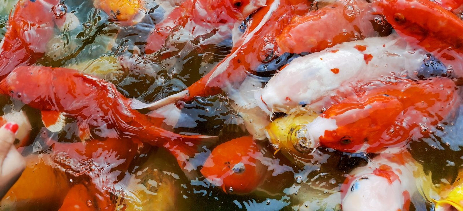 A variety of koi fish swimming in clear water, displaying vibrant colours and patterns.