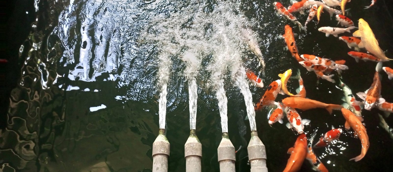 Water fountain with multiple jets and colourful koi fish swimming in a pond.