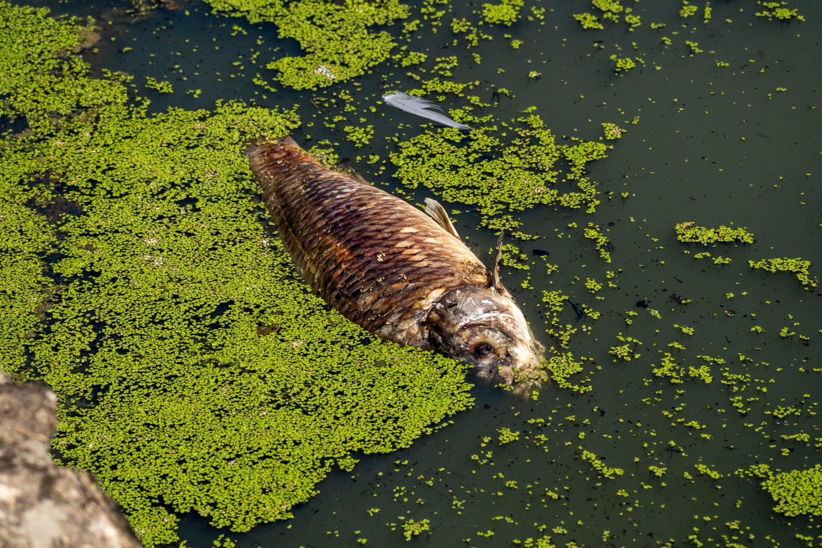 A dead fish floating on the surface of a pond covered with green algae and plant matter.