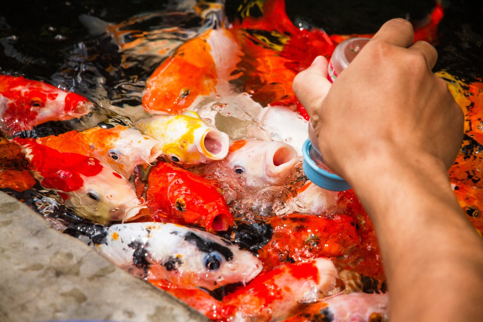 A hand feeding koi fish in a pond, with various colourful koi swimming around, displaying vibrant patterns and colours.