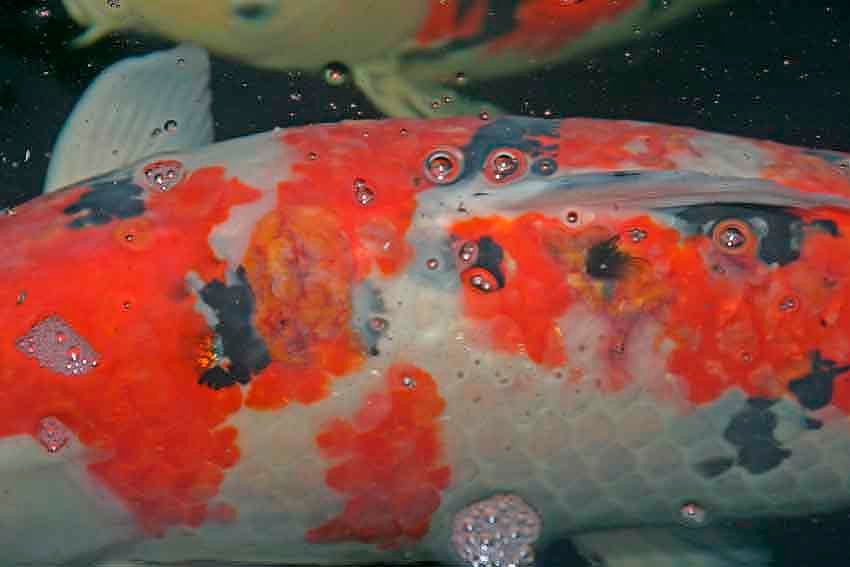Koi fish displaying a skin lesion on its side, with vibrant orange and white patterns visible in the water.