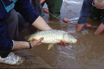 Individual holding a carp fish above water, with others visible in the background engaged in fishing activities.