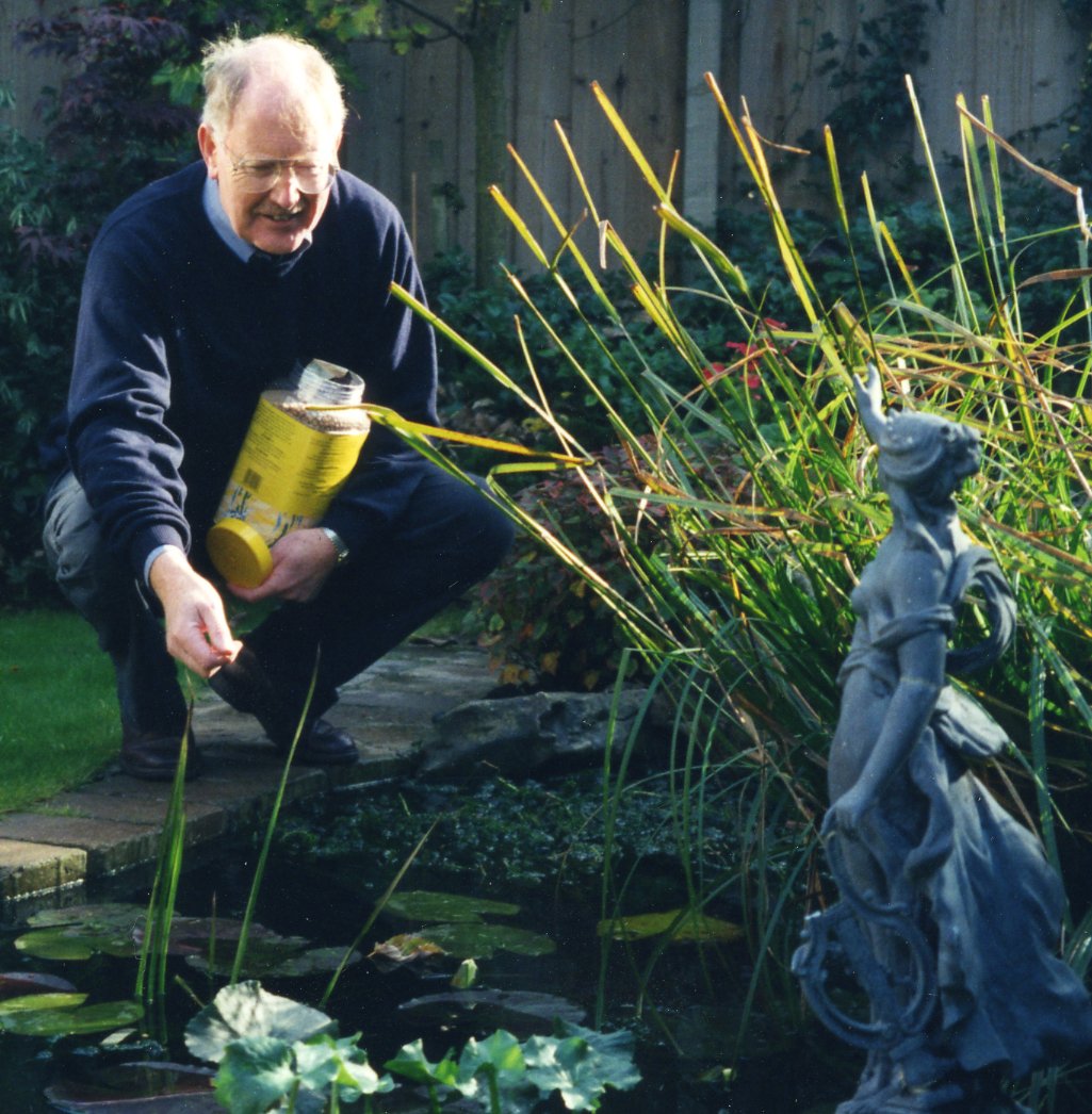 An older man in a garden pond feeding fish while kneeling beside a decorative statue.