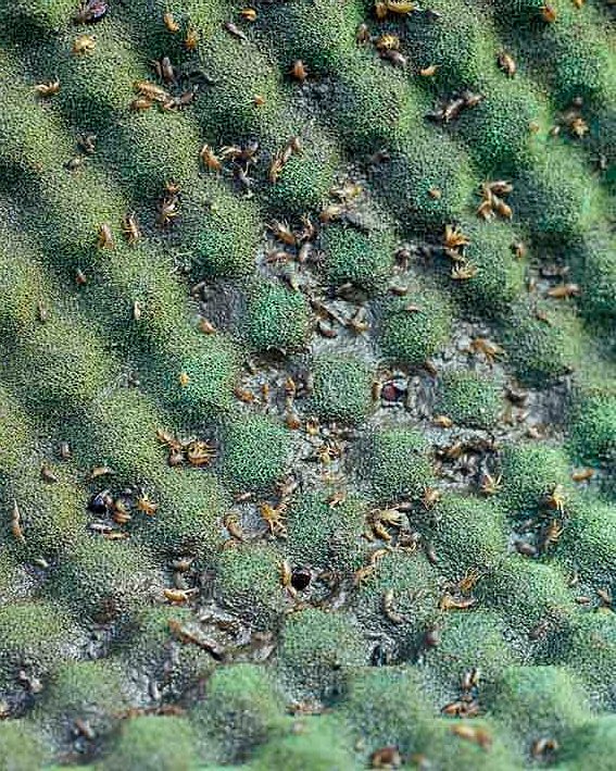 Textured green surface with numerous small insects visible on it, showcasing intricate details and patterns.