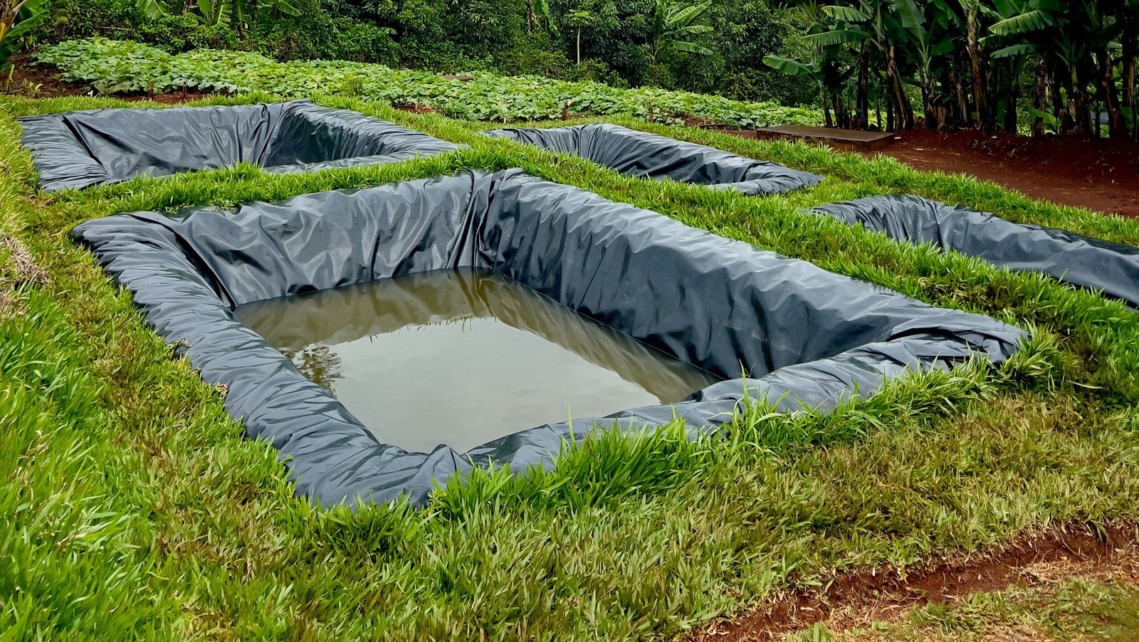 Rectangular ponds lined with black material, filled with water, surrounded by grass and vegetation.