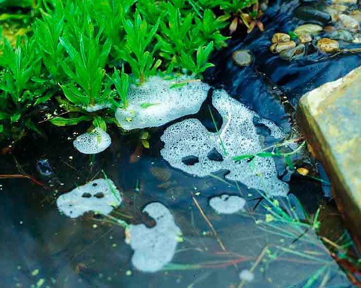 Foam forming on the surface of a pond with green aquatic plants nearby and pebbles in the water.