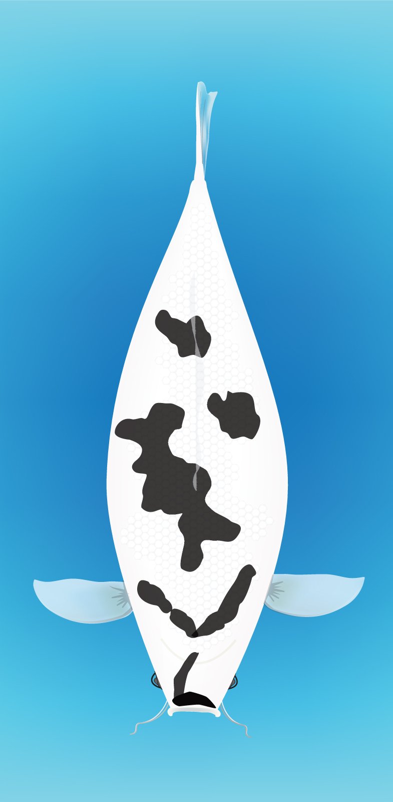 Utsuri koi fish with a white body and black patterns swimming against a blue background.