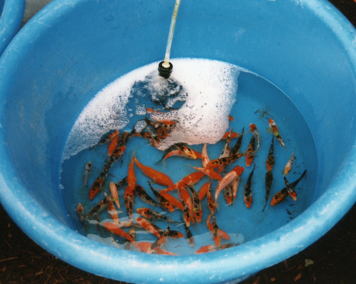 A bowl containing various koi fish swimming in clear water with bubbles and a fountain.