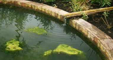 Round pond with visible green algae patches and a bamboo water feature along the edge.