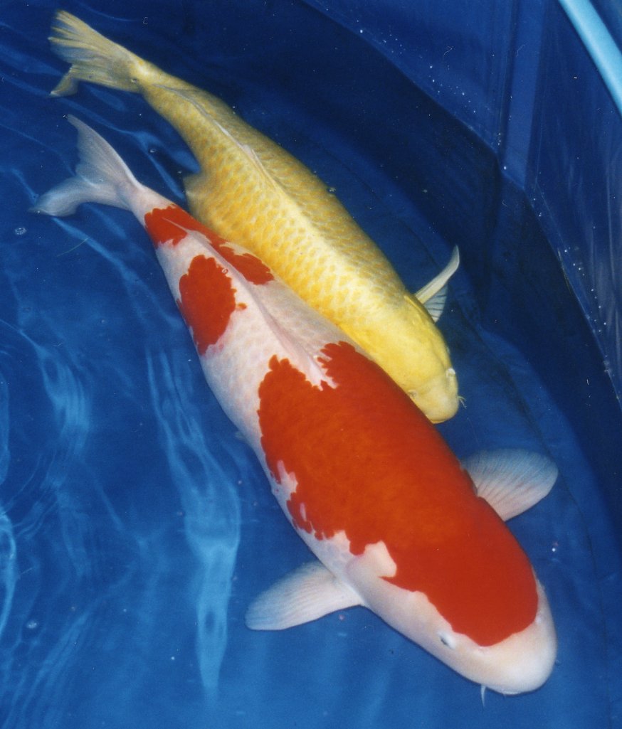 Kohaku koi fish with red and white patterns swimming alongside a yellow koi fish in a blue water tank.