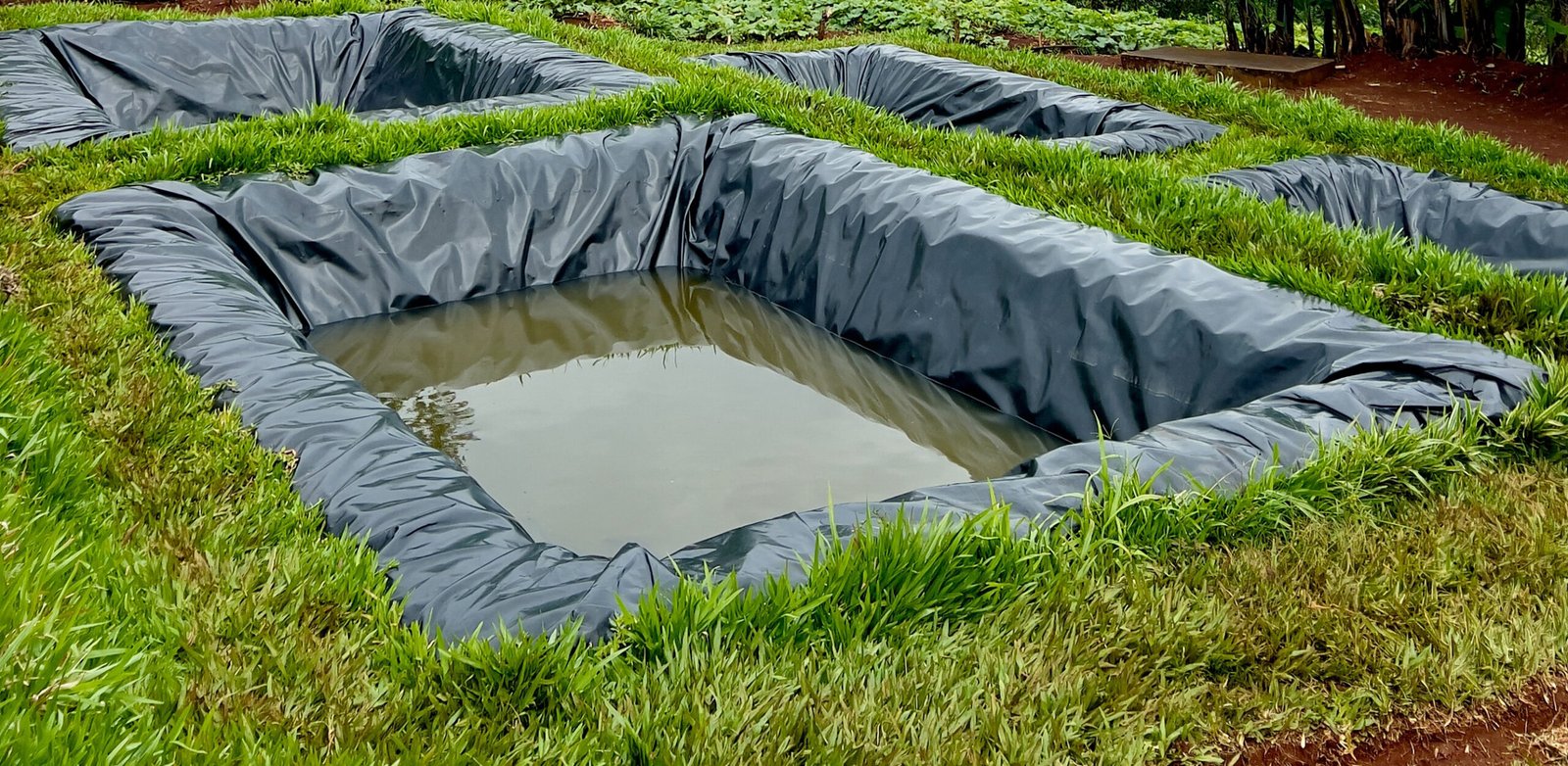 Black pond liner placed in a garden area, surrounded by grass and filled with water.