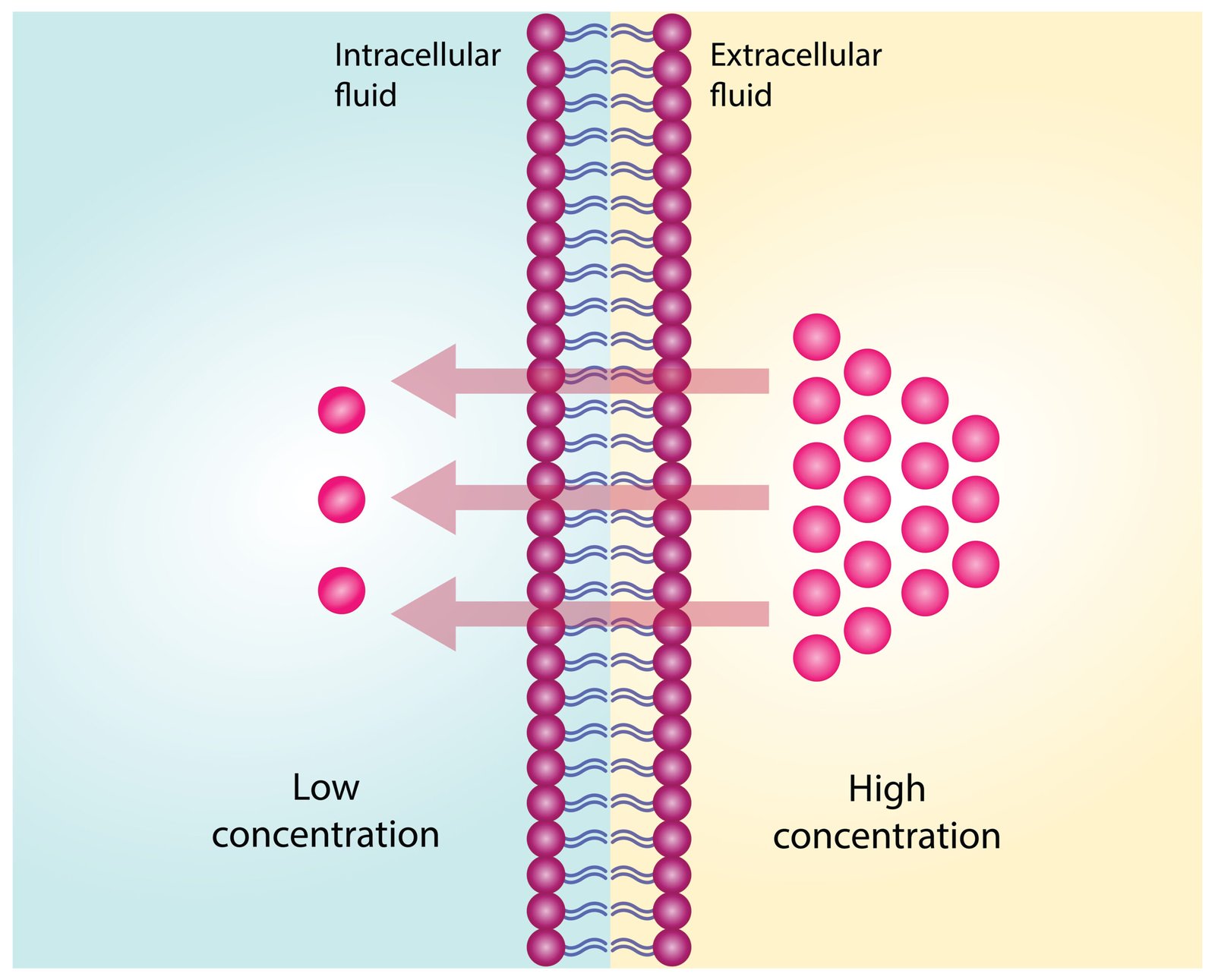 Illustration depicting the process of osmosis with low and high concentration areas across a membrane.
