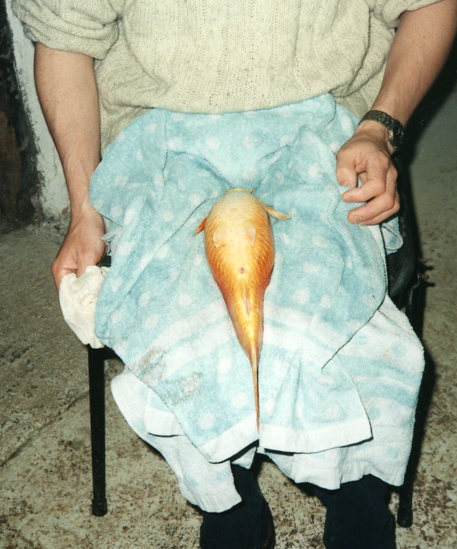 A person seated with a large fish resting on a blue towel across their lap, showcasing the fish's distinctive shape and colour.