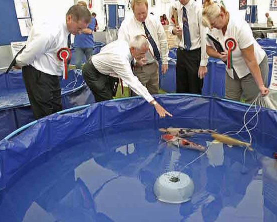 Group of judges examining koi fish in a blue tank during an exhibition event.