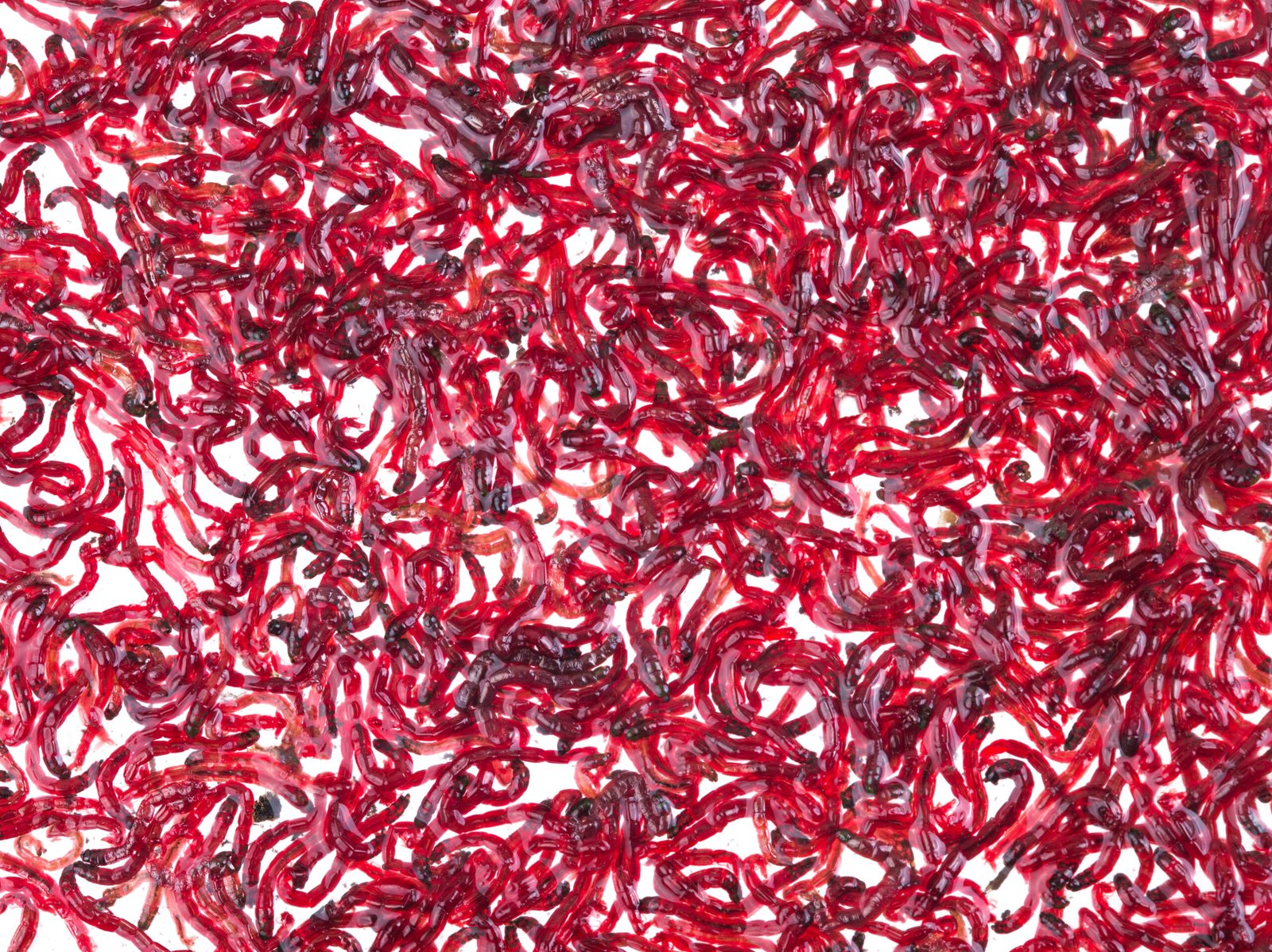 A close-up view of numerous red fishing worms arranged closely together on a white background.