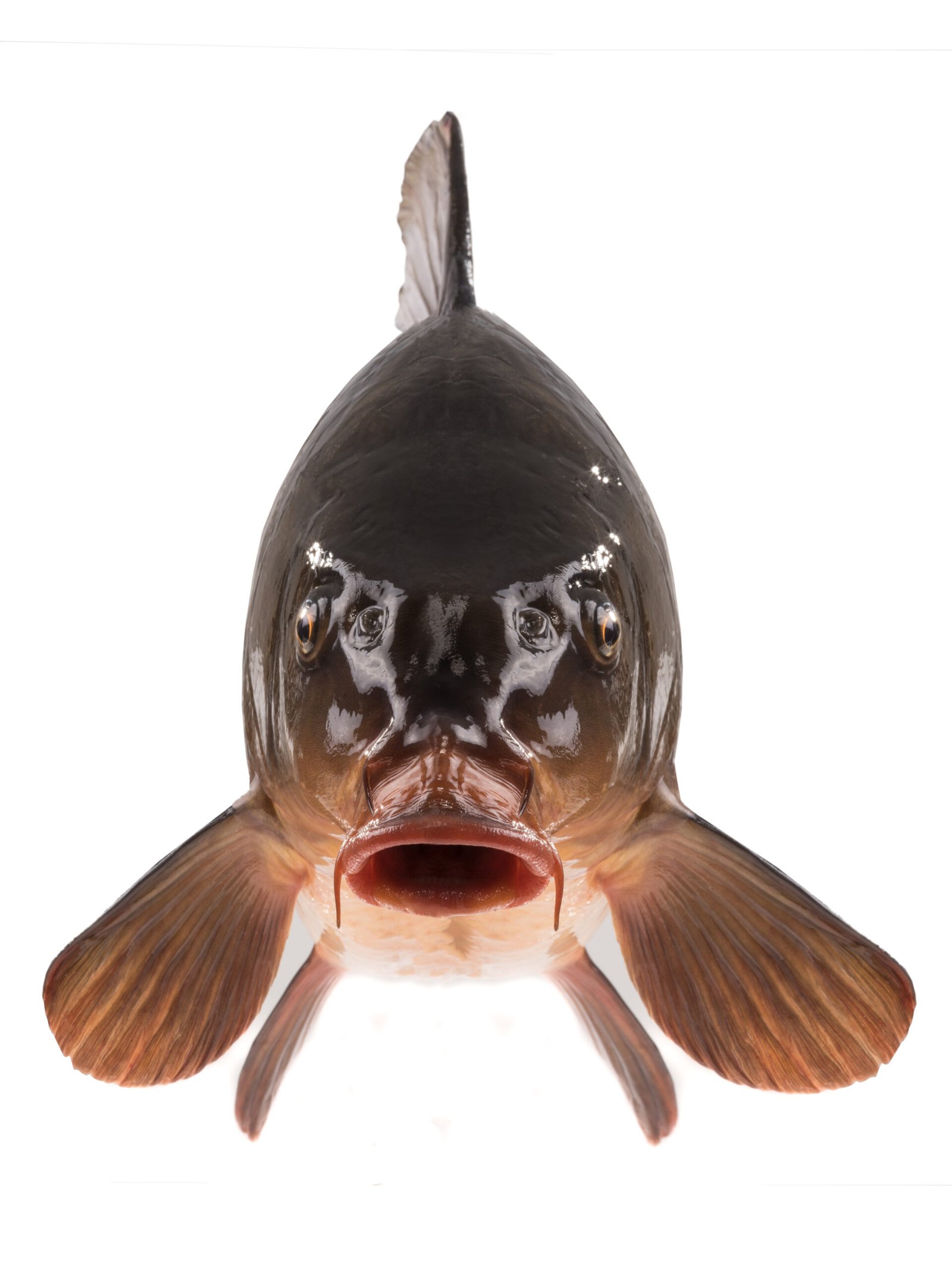 Close-up view of a carp fish with a shiny, dark body and prominent fins against a white background.