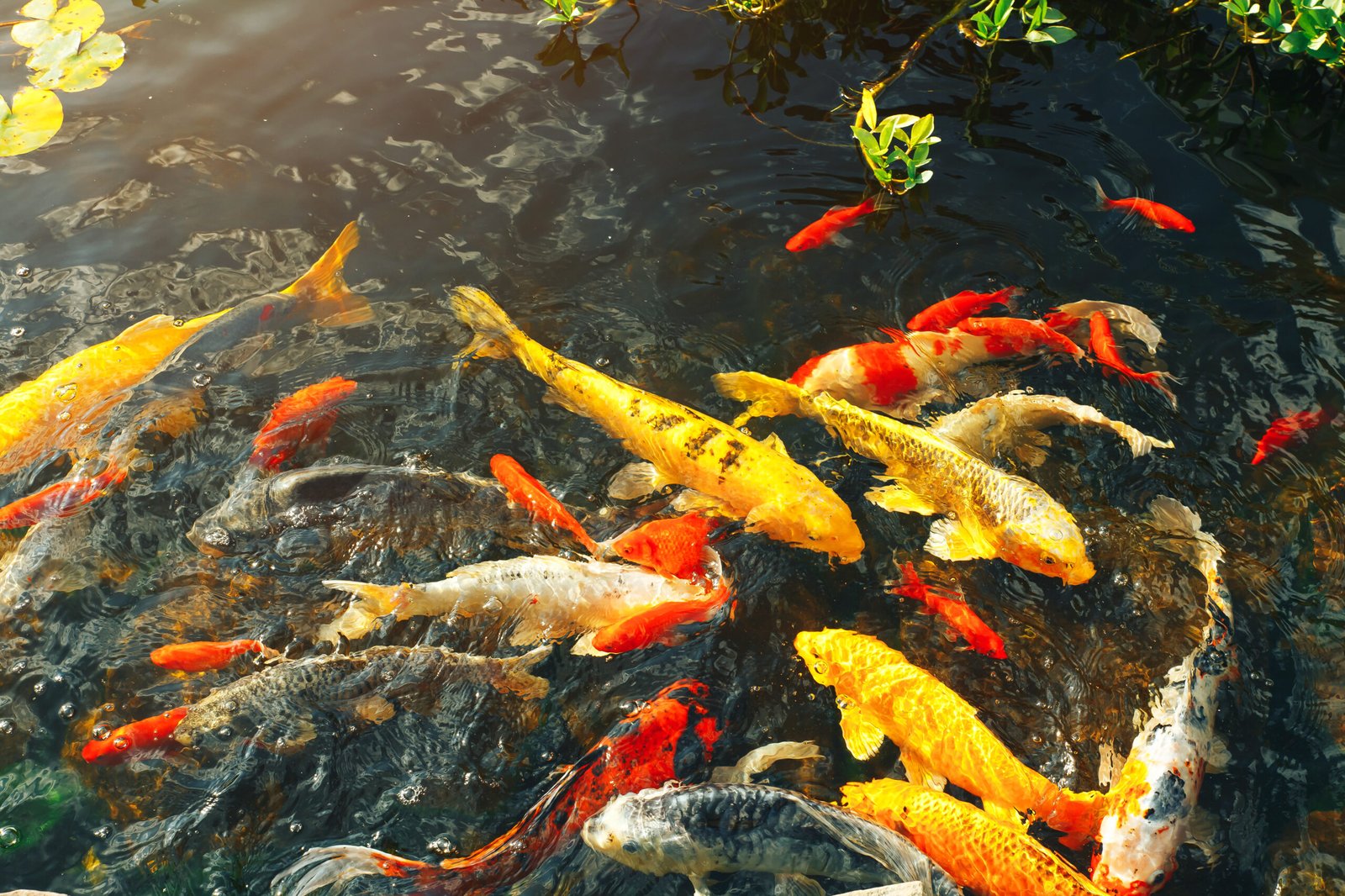 A variety of colorful koi and goldfish swimming in a pond with clear water and aquatic plants.