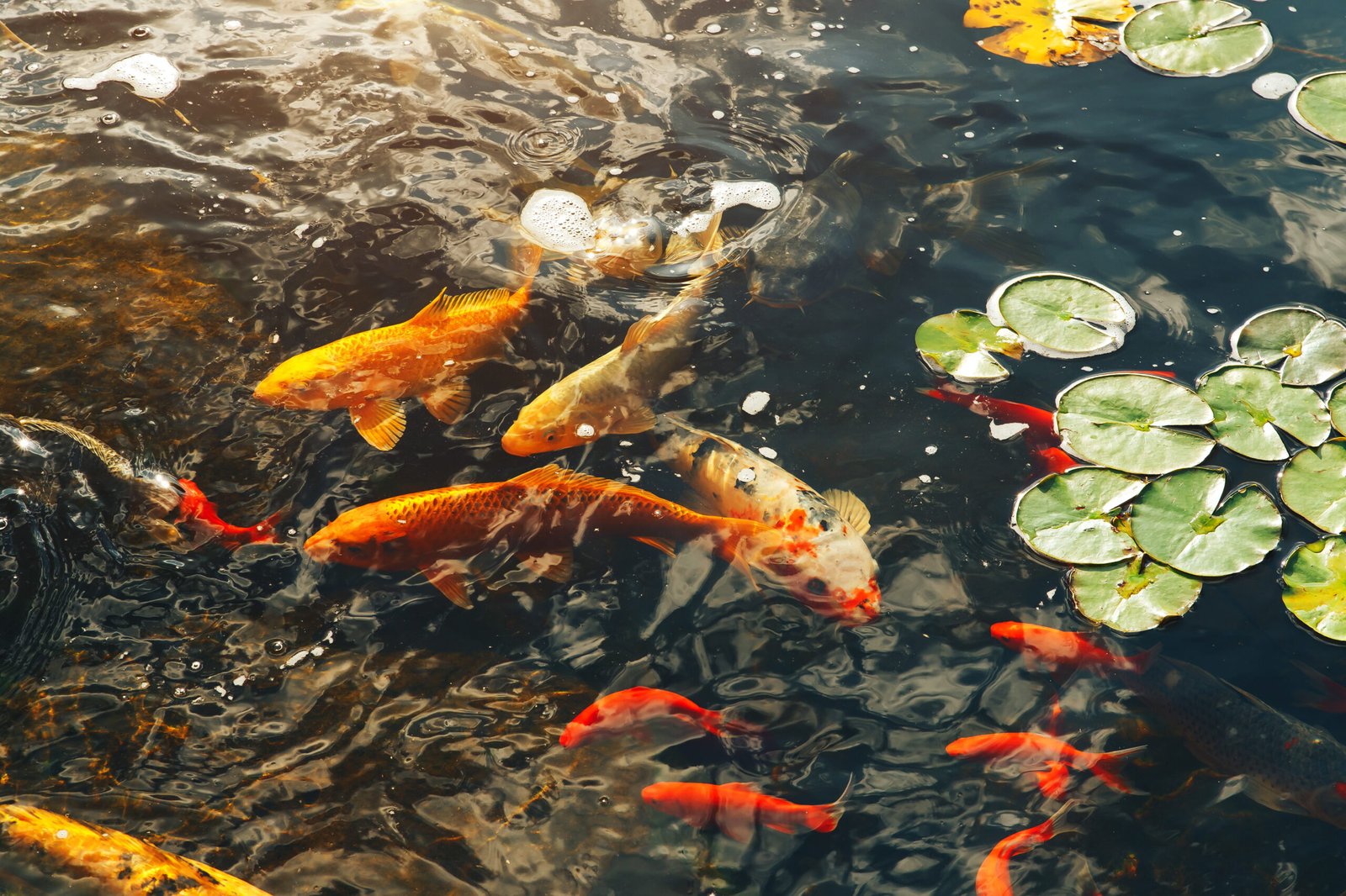Koi and goldfish swimming in a pond with lily pads on the surface.