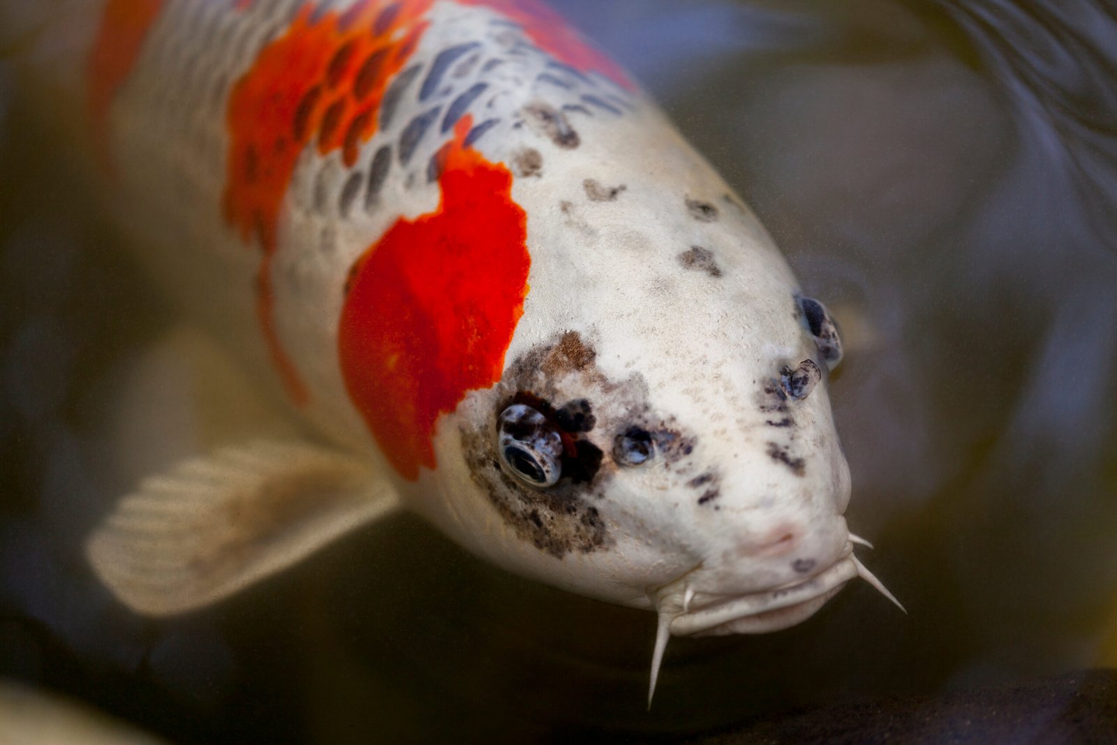 Close-up of a koi fish with orange and white markings swimming in clear water.