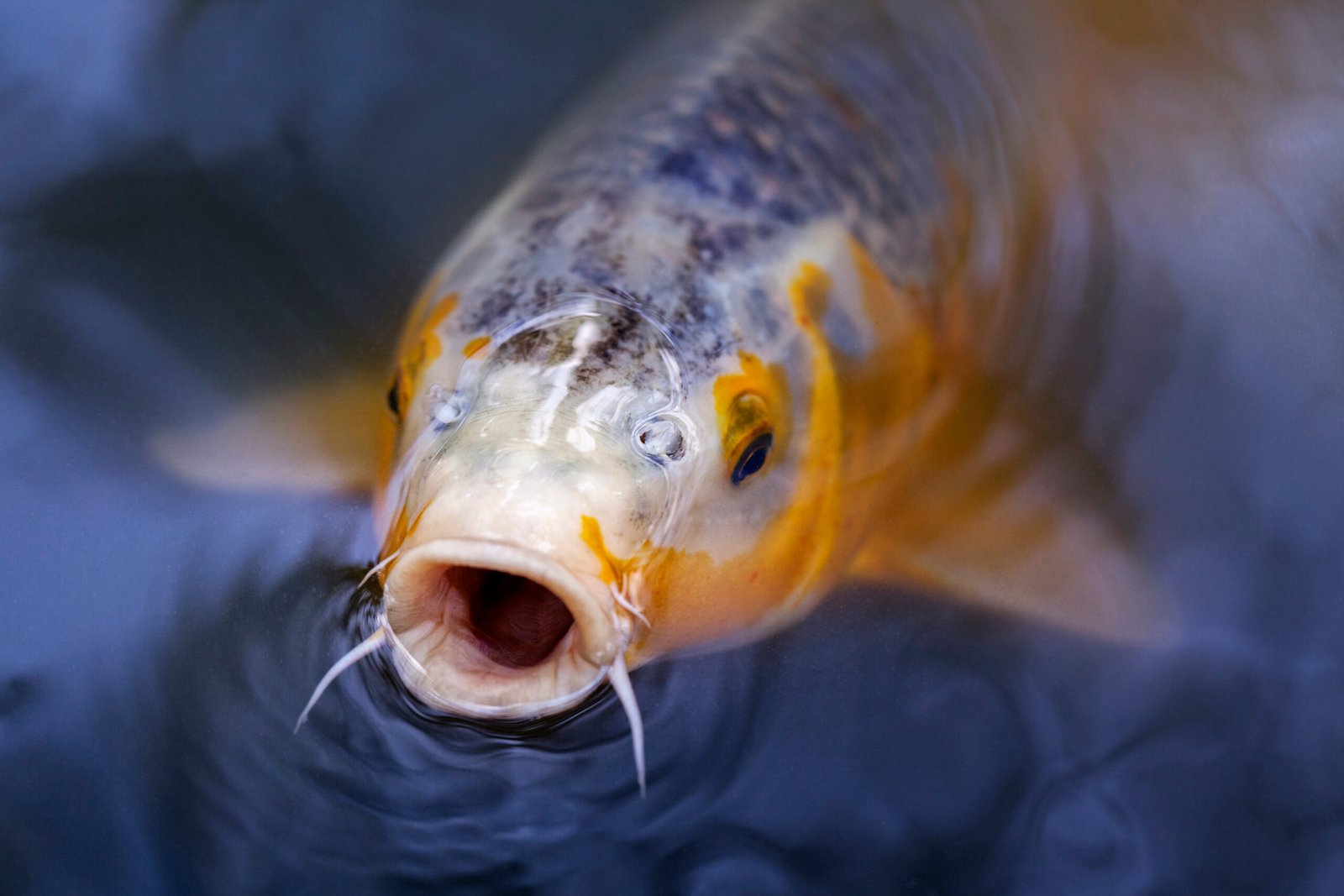 Close-up of a koi fish with orange and black markings swimming in water.