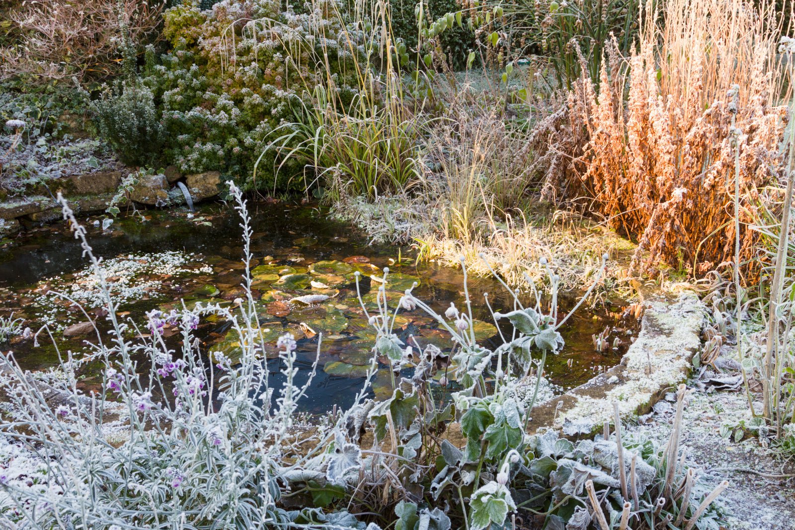 Frost-covered garden pond surrounded by plants and grasses in a winter setting.