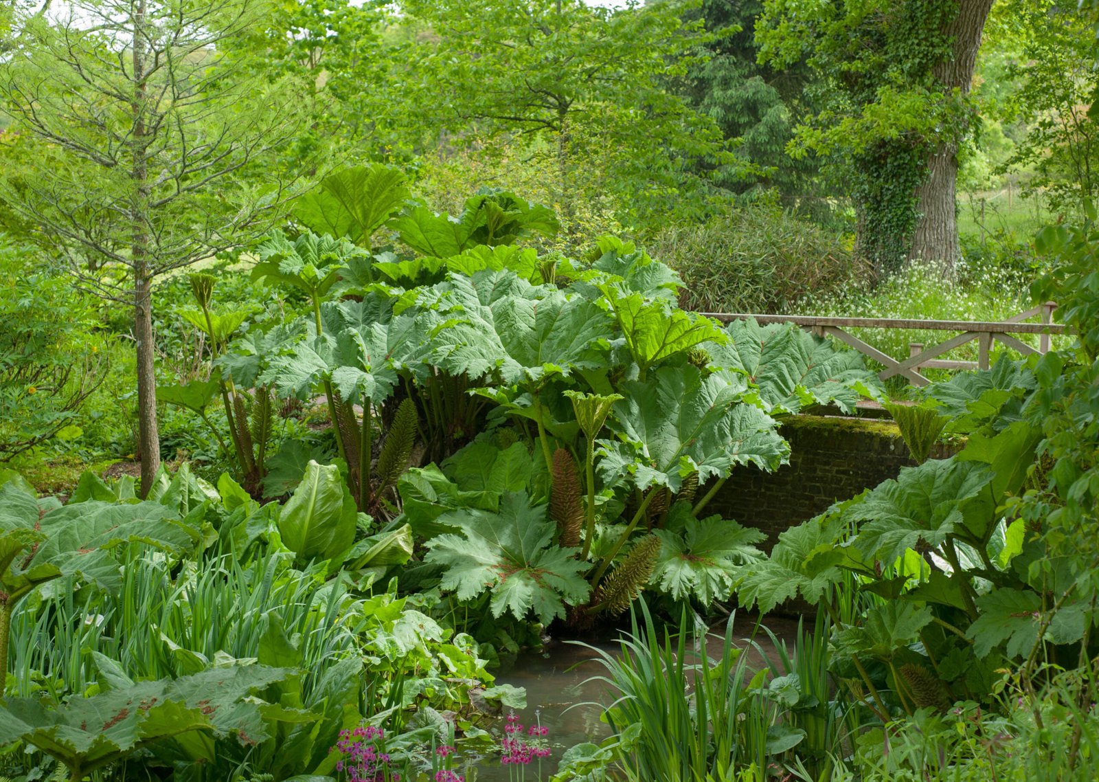 Lush green plants with large leaves growing around a garden pond with a wooden bridge in the background.