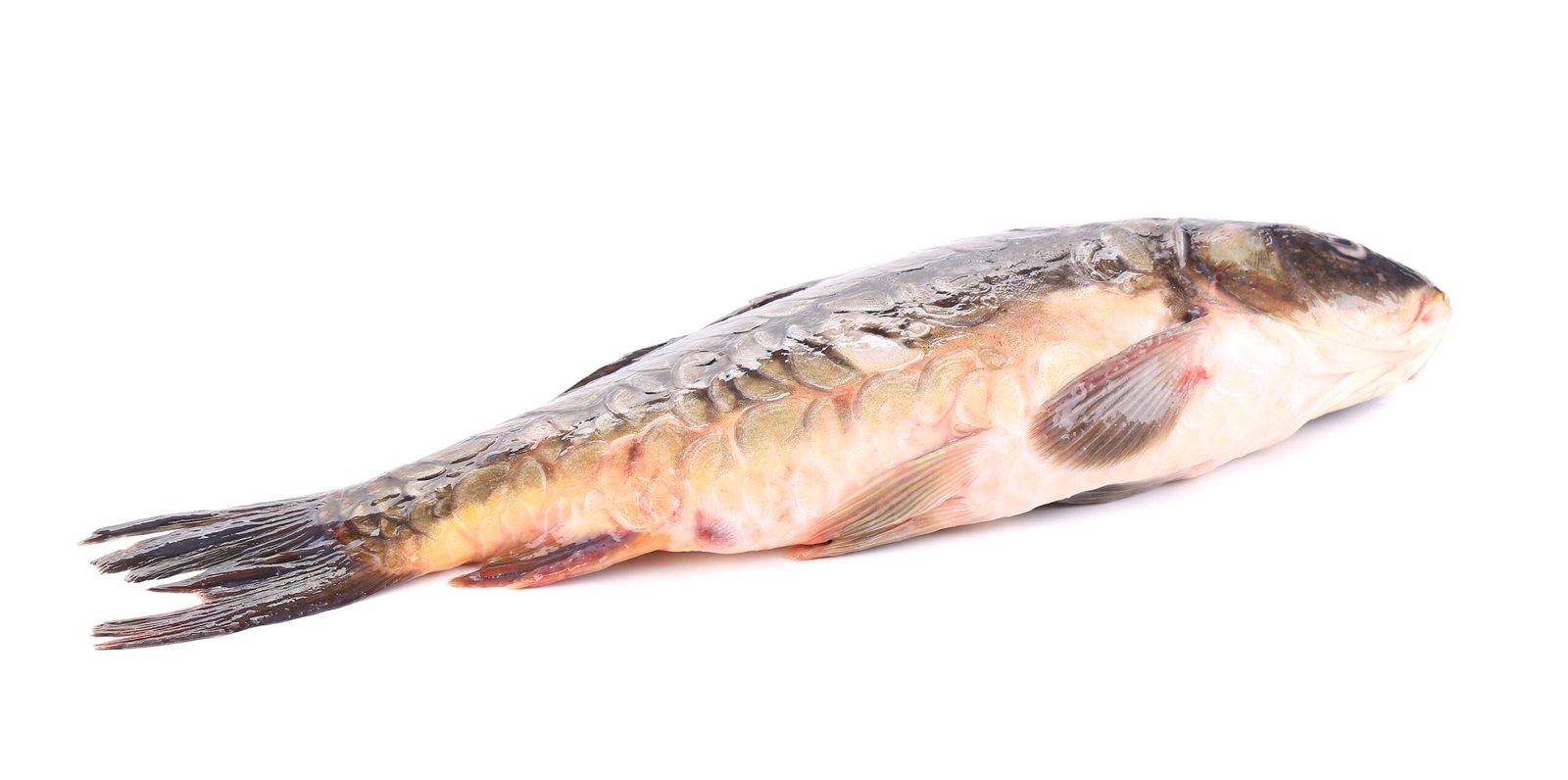A freshwater carp fish displayed on a white background, showcasing its elongated body and fins.