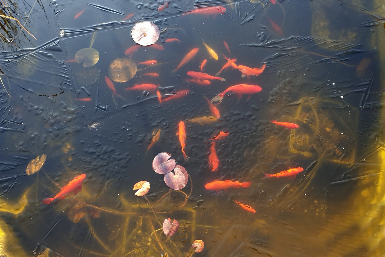 School of goldfish swimming in a pond with lily pads and ice on the surface.