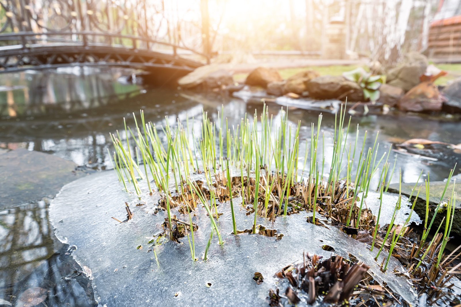 Emerging green plants growing from a frozen section of a water garden with a bridge in the background.