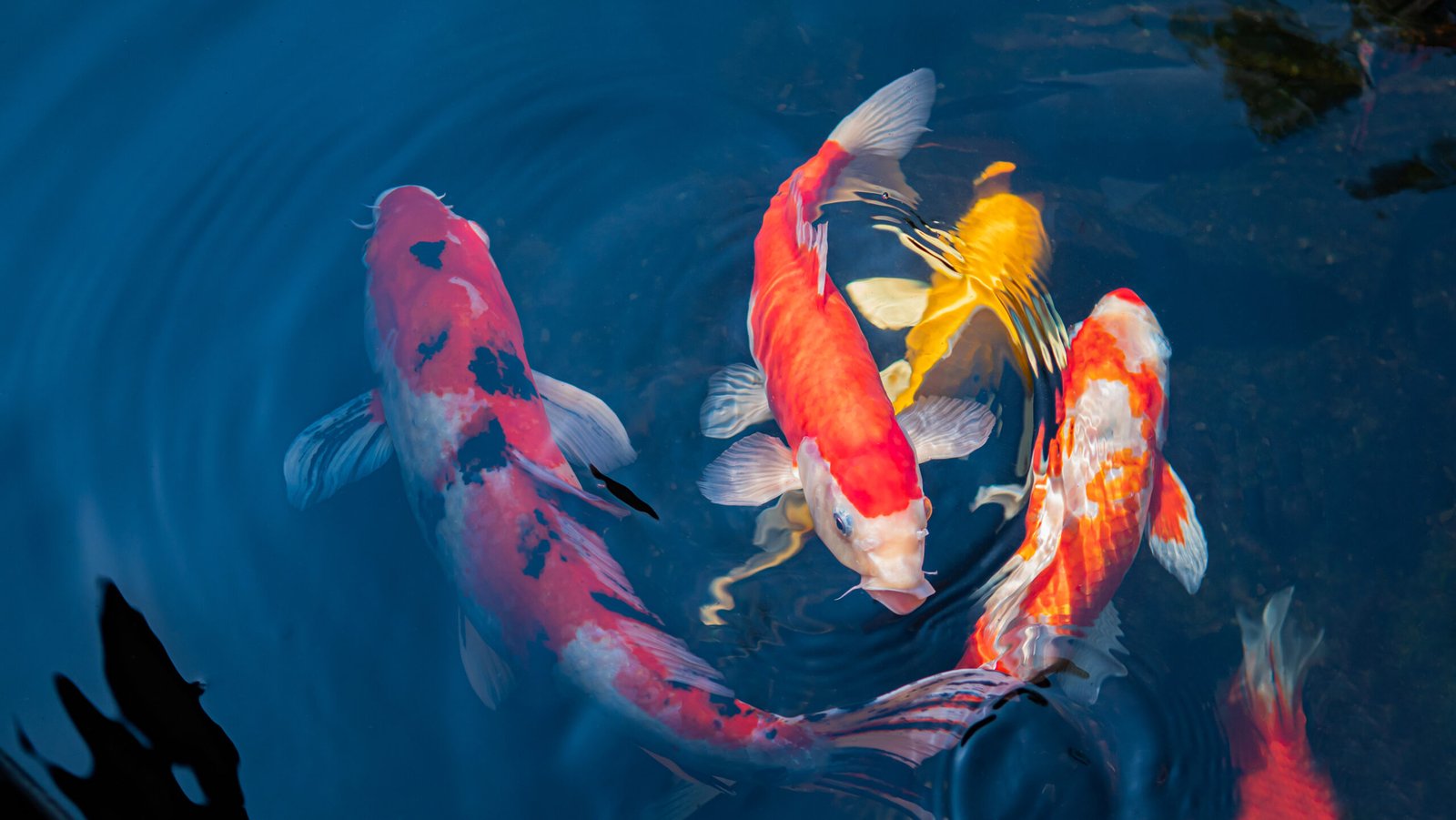Koi fish in various colours swimming in clear blue water, creating ripples on the surface.