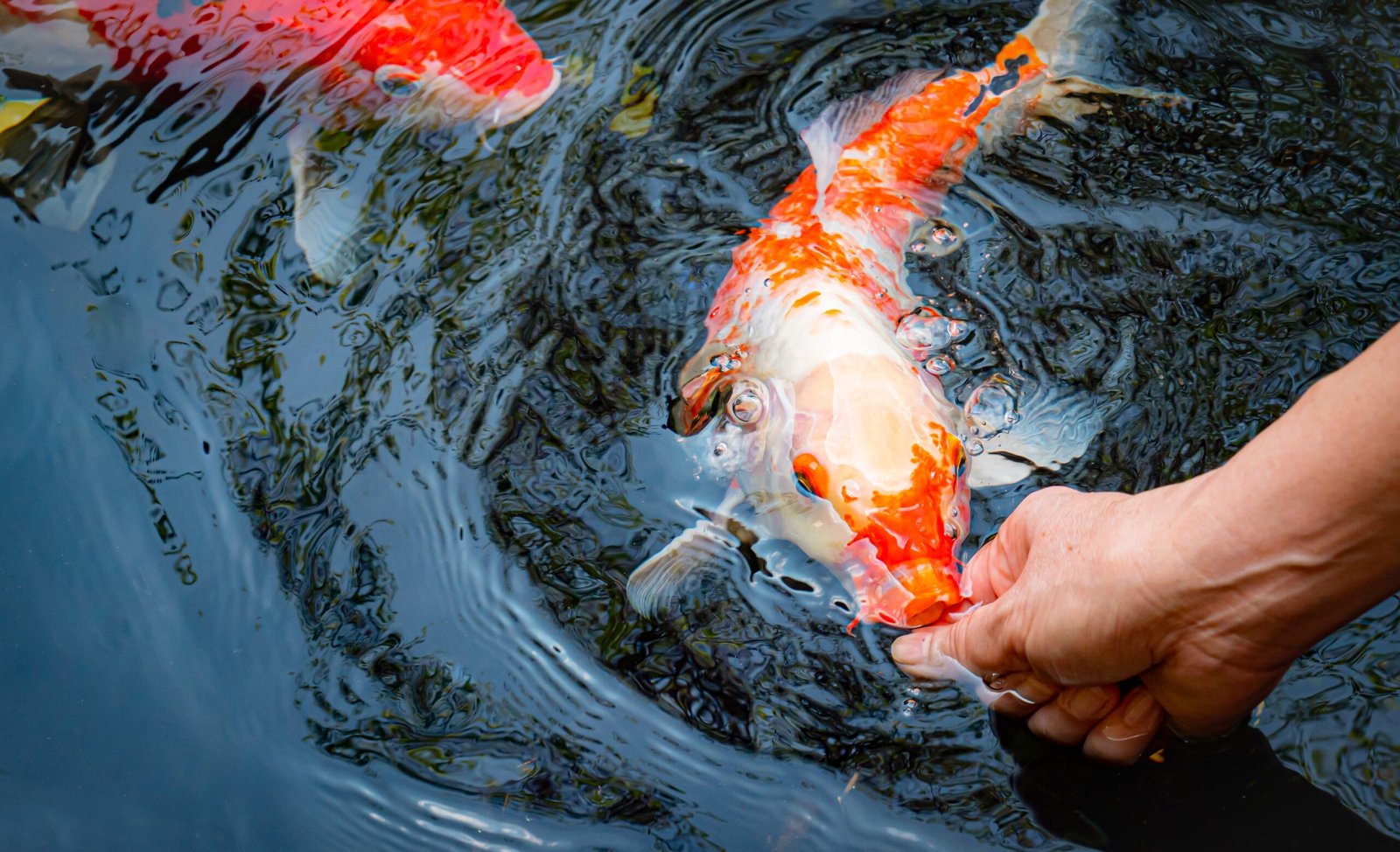 Hand feeding a tame koi