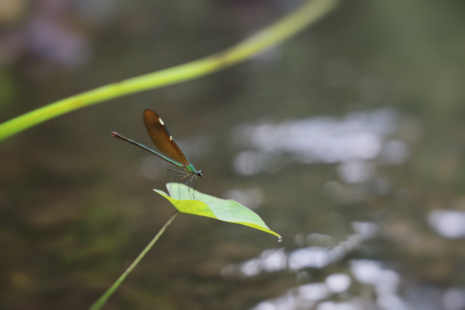 A dragonfly perched on a green leaf above a body of water with soft reflections in the background.