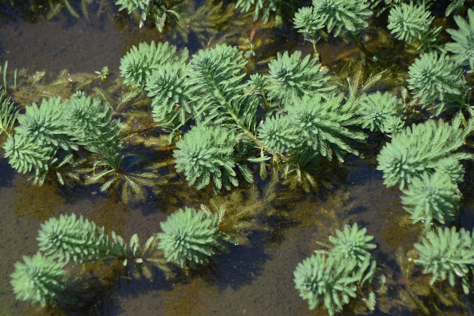 Green aquatic plants growing in shallow water with visible reflections and textures.