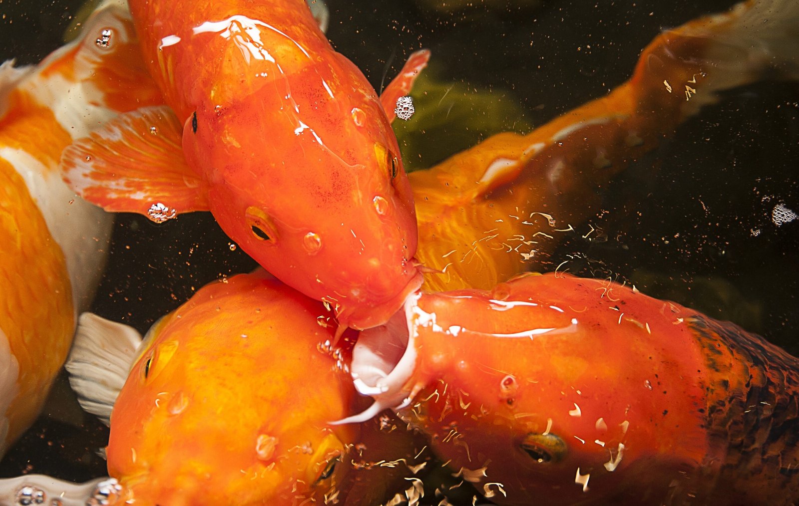 Three orange koi fish interacting in a pond, showcasing their vibrant colors and distinct patterns.
