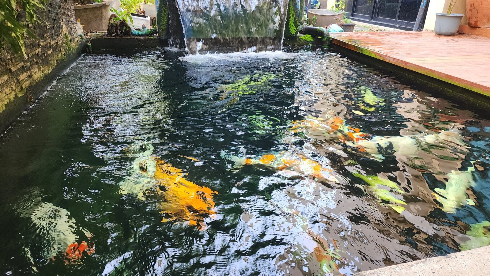 Koi fish of various colours swimming in a garden pond with a waterfall feature.