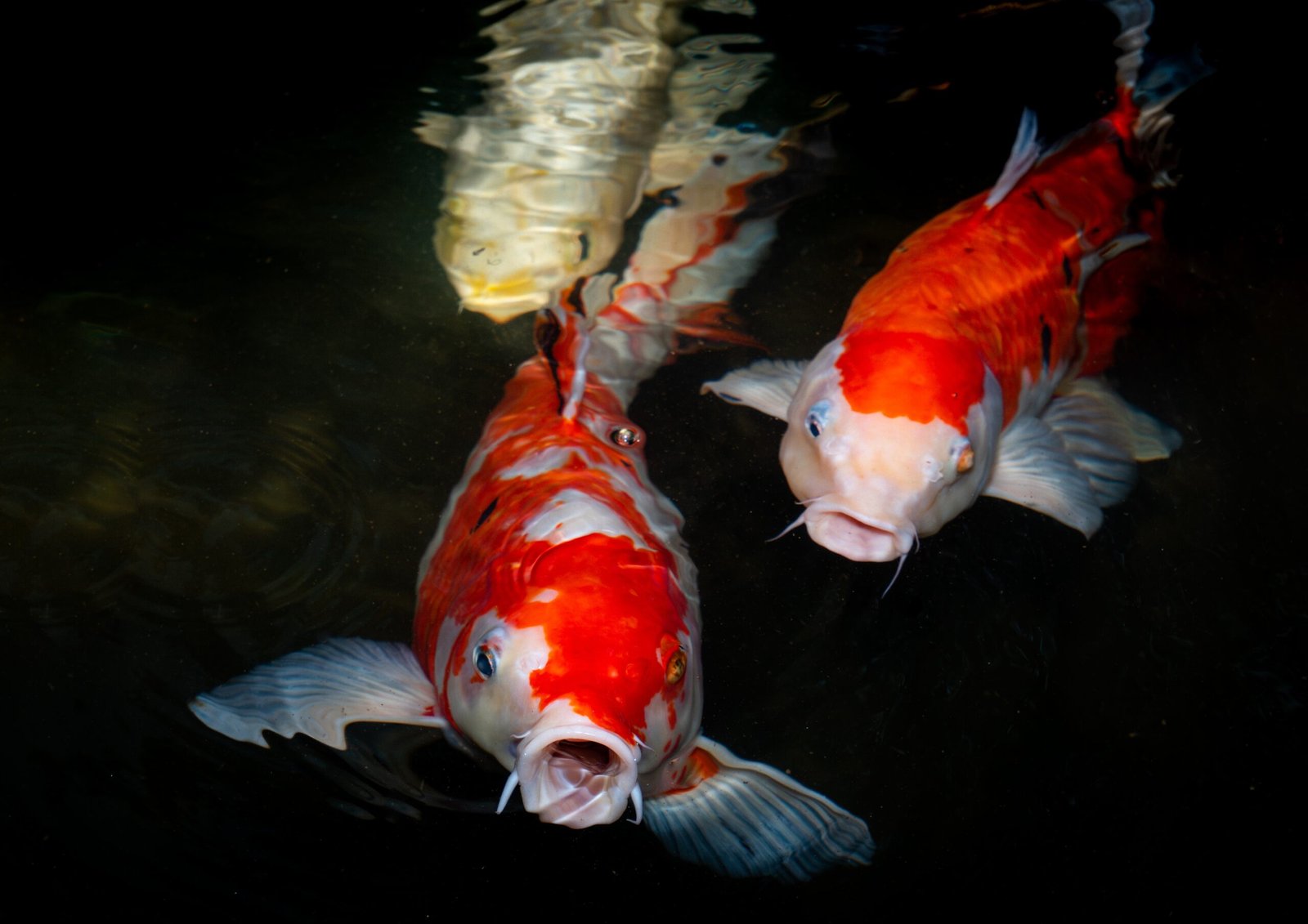 Two koi carp with orange and white patterns swimming in clear water, displaying their fins and mouths.