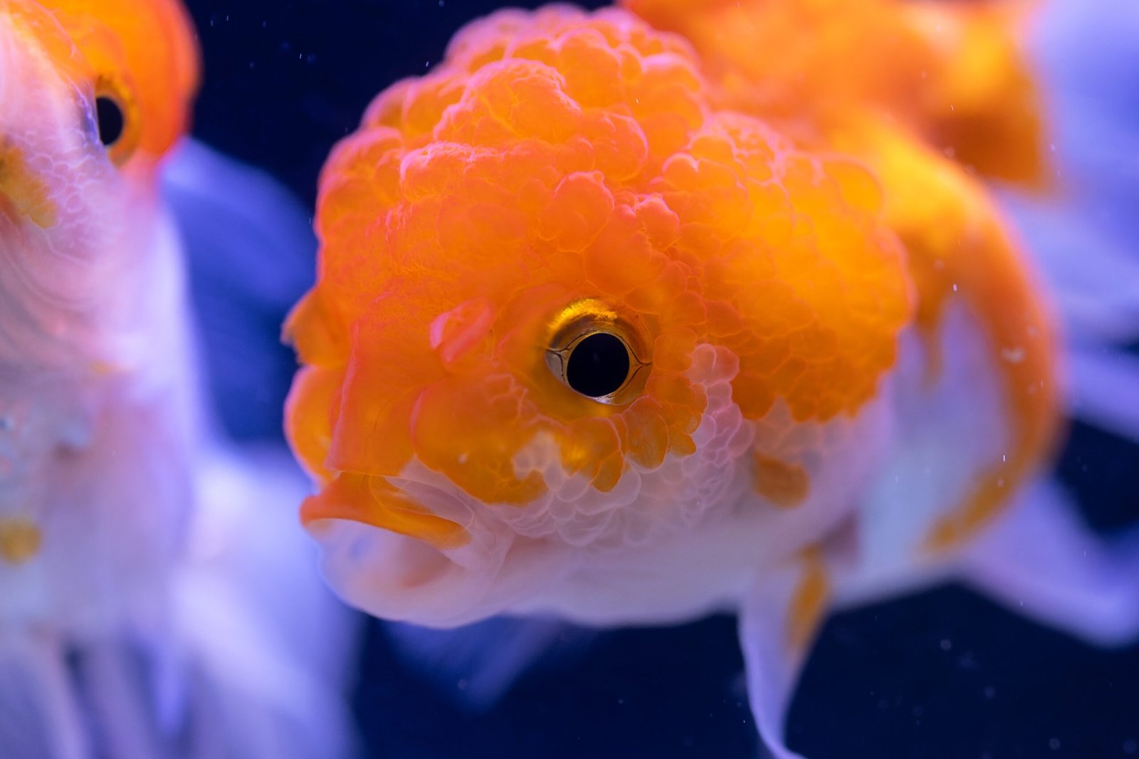 Close-up view of a goldfish with a bright orange body and distinctive features in an aquarium setting.